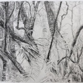 Cathedral of Ferns 16  carbon pencil on paper  29cm x 19cm  2013