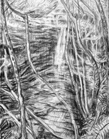 Lila Falls Fern Bower 2  carbon pencil on paper 15cm x 43cm 2013