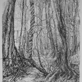 Past Life Entanglements. Temperate Rainforest 13  carbon pencil on cotton paper   18cm x 23cm  2013