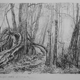 The Twisted and Tangled Nadis of Humanity, Cathedral of Ferns 9  carbon pencil on cotton paper  33cm x 19cm  2013