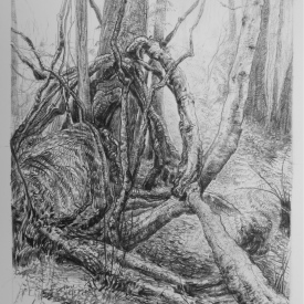 Chained Like Thee, Ingloriously . Temperate Rainforest 12  carbon pencil on cotton paper  18cm x 29cm  2013