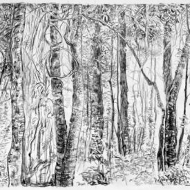 Cathedral of Ferns 6 carbon pencil on paper 28x17cm 2013