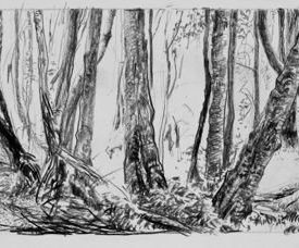 Cathedral of Ferns 5 carbon pencil on paper 33cm x 11cm 2013