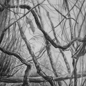 Summoning Asclepius, Sassafras Gully   carbon pencil on cotton paper 18cm x 29cm  2013