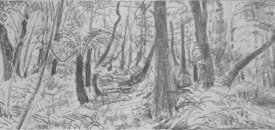 Cathedral of Ferns Drawing 2  graphite on paper 68cm x 14cm  2011