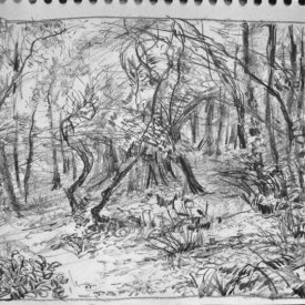 Mt Wilson Sketch 2  graphite on paper 15cm x 13cm 2011