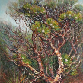 Drumstick Bush1 oil on canvas 60cm x 75cm  2012