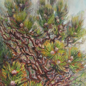 Drumstick Bush 2  oil on canvas 60cm x 75cm  2012