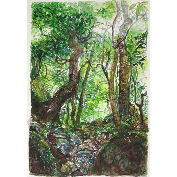 Jungle Circuit 31
