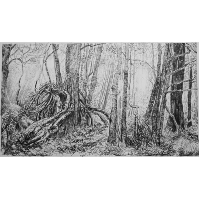 Cathedral of Ferns 9