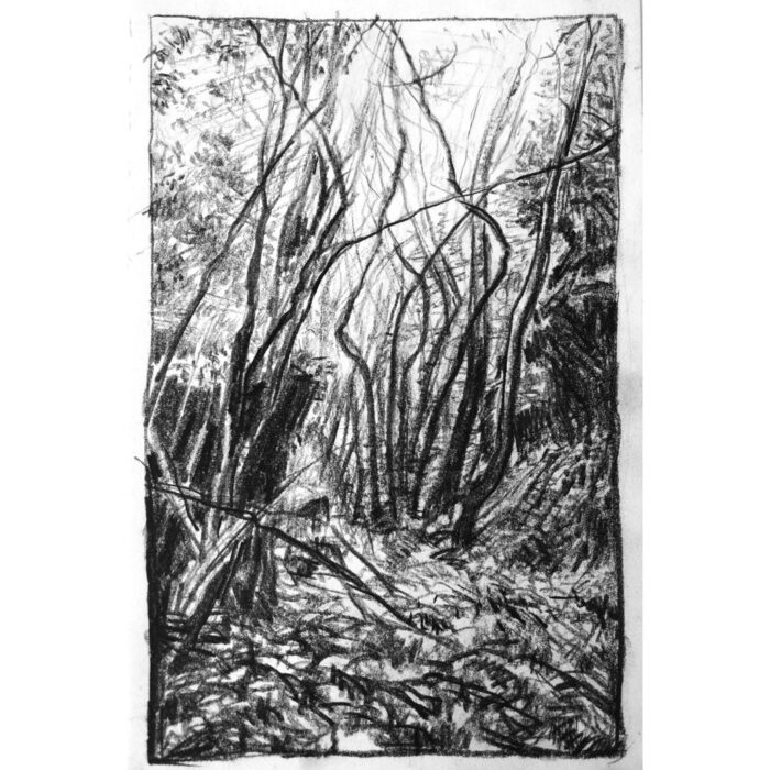 Fairy Bower 3 Mt Victoria