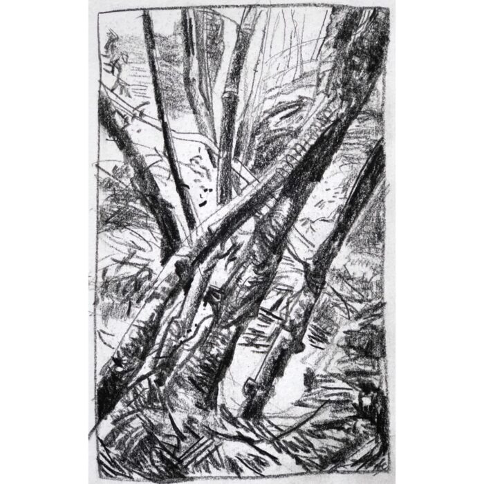 Fairy Bower 5 Mt Victoria