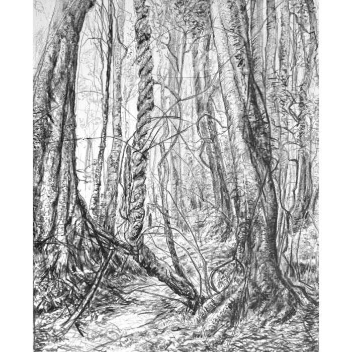 Temperate Rainforest 13 Mt Wilson