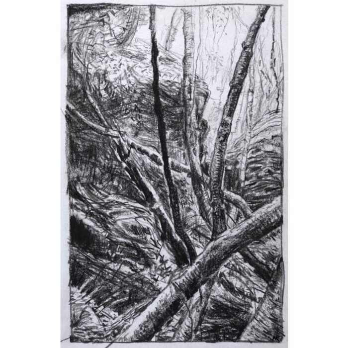 Fairy Bower 4 Mt Victoria